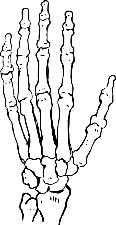 skeleton hand line art