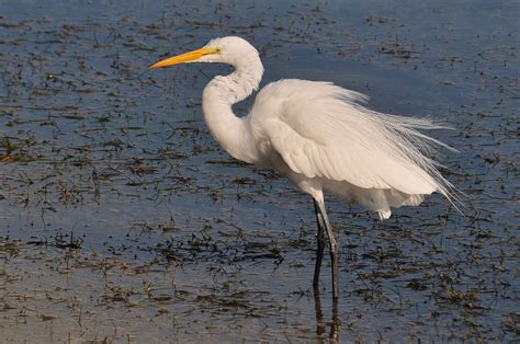 Free Images : nature, marsh, wetlands, wing, white, animal, wildlife ...