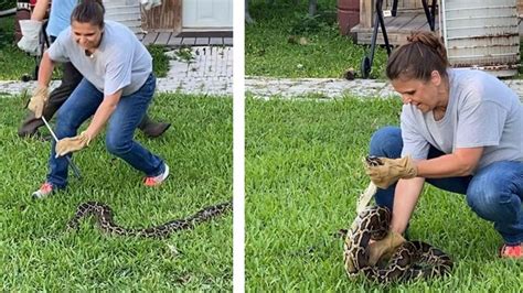 Image result for Burmese Python Food Chain