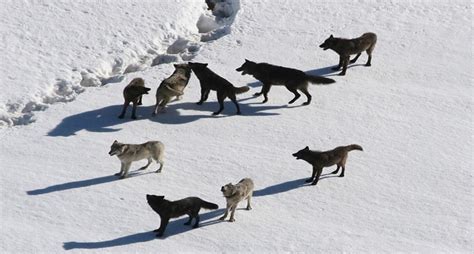 Image result for How Wolves Changed Yellowstone