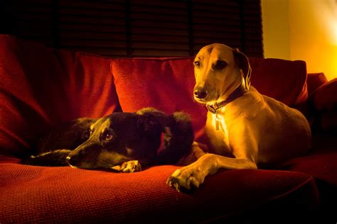 Rates and Services | Professional Pet and Home Sitting