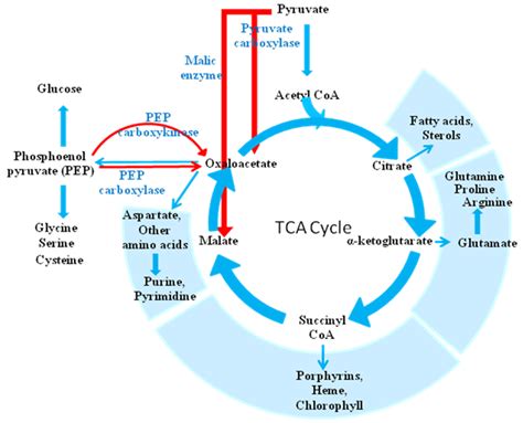2. Role in Evolution- Kreb's Cycle is directly associated with running ...