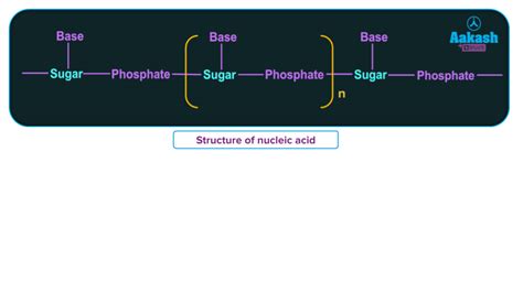 Nucleic Acid: Definition, DNA, RNA Structure & Functions - Chemistry ...