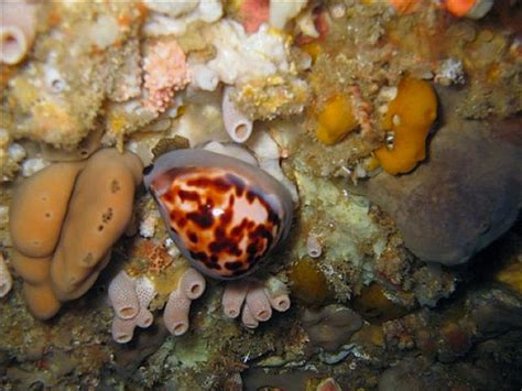 Image result for Alive Shellfish