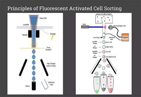 Image result for Fluorescent Activated Cell Sorting Lecture