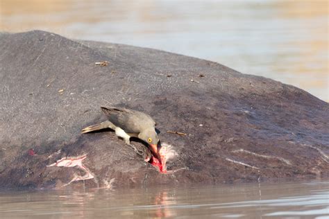 Symbiotic relationships: The art of living together - Zambia Tourism