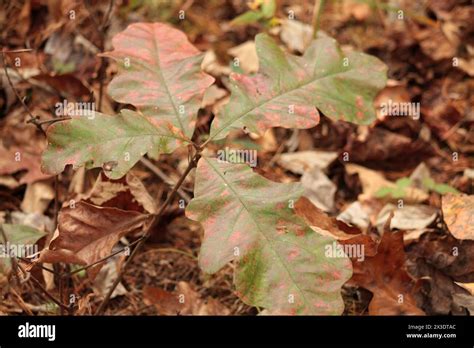 Image result for Small Oak Tree Sapling