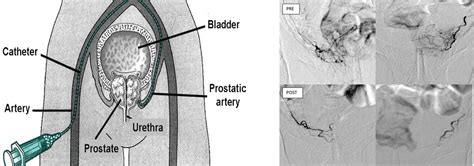 Our Services (Clinics)