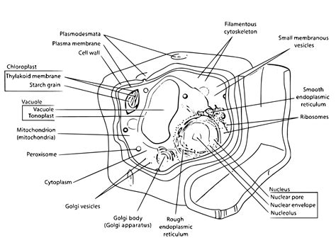 Biology Corner Plant Cell Coloring at Grace Fields blog