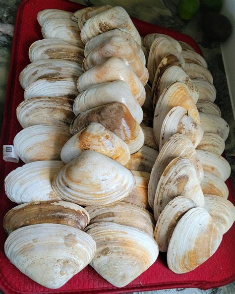 Image result for Reusable Clam Shells for Baking