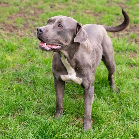 Blue Pit Lab Mix Marvel — Fetch Wisconsin Rescue