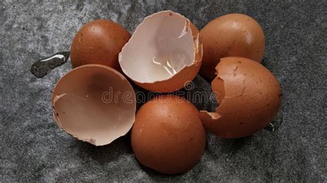 Image result for Outer Shell Egg