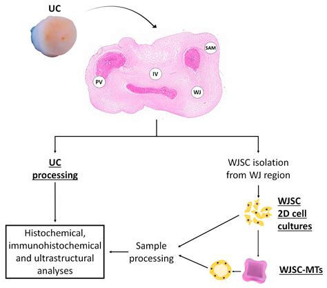 Expression of Basement Membrane Molecules by Wharton Jelly Stem Cells ...