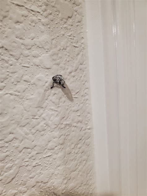 What Bugs Eat Through Drywall at Mario Anderson blog