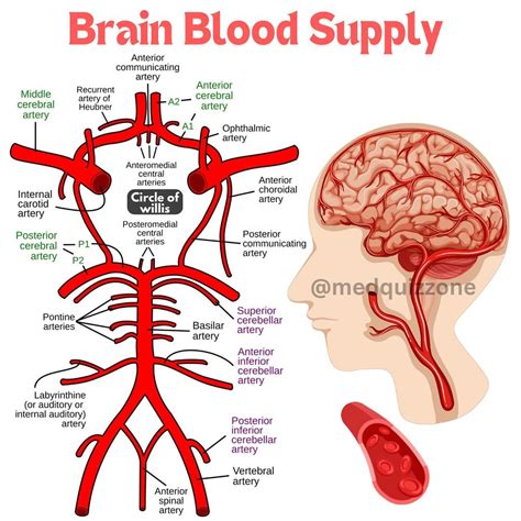 🧠Circle of Willis; A critical arterial structure located at the base of the brain. The Circle of ... - circle of willis anatomy