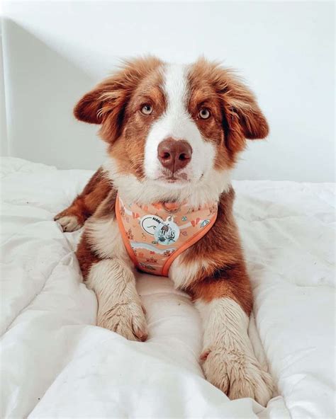 The Red Tri Australian Shepherd: All You Need To Know