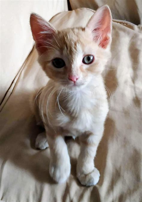 I lost my 5 month old kitten today and I'm heartbroken. I rather ...