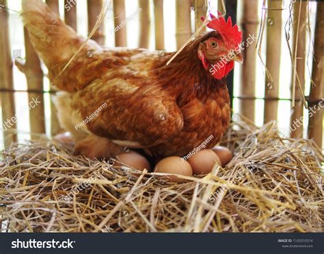 487,112 Chicken Hen Images, Stock Photos & Vectors | Shutterstock