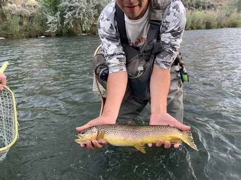 Image result for Muskin Fly Pattern