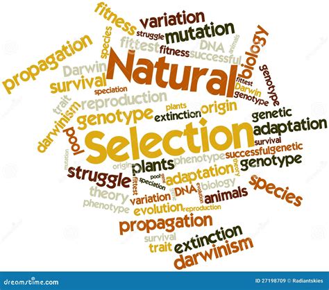 Word Cloud for Natural Selection Stock Illustration - Illustration of ...