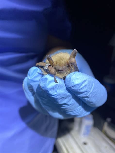 Batman of Fort Campbell works to save endangered species | Article ...