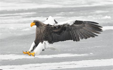 Stellers Sea Eagle