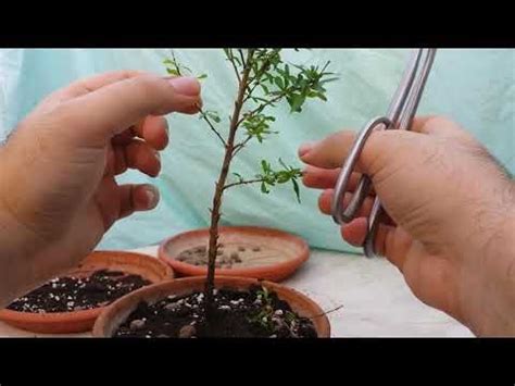 Image result for Bonsai Making Tutorial