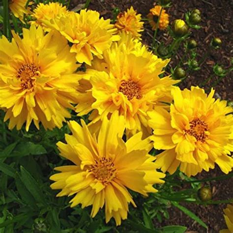 Coreopsis Sunray Seeds – Bloomica