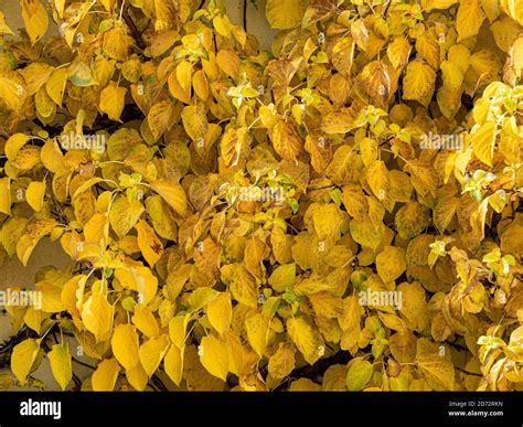 The bright yellow autumn leaves of the the climbing Hydrangea ...