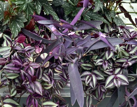 Leaves With Purple Foliage Plants Trees The Colour Purple Tree