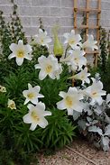 Image result for Easter Lilies