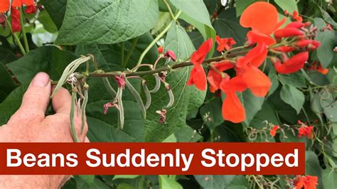 Runner Bean Problems 的图像结果