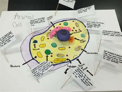 Plant And Animal Cell Project Ideas