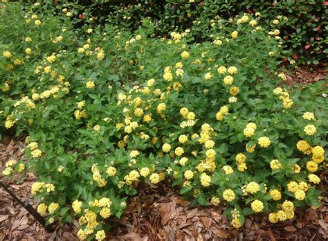 There’s still time to plant lantanas | Yellow lantana, Lantana, Plants