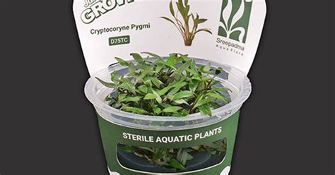 Cryptocoryne pontederiifolia TC Live Aquarium Plant - Easy Care & Pest ...