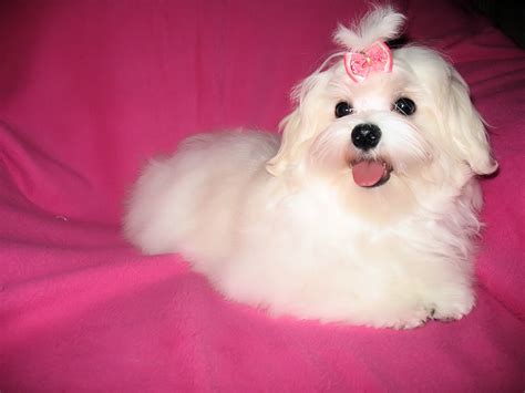 bildschöne Malteser Welpen in Thüringen | Tiere | Kleinanzeigen