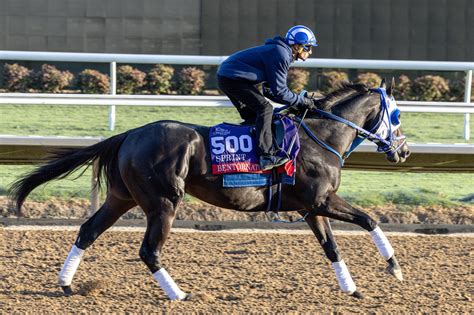 Shisospicy on Standby, Bentornato on Track for Dubai - BloodHorse