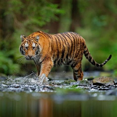 Amur Tiger Re-identification | Kaggle