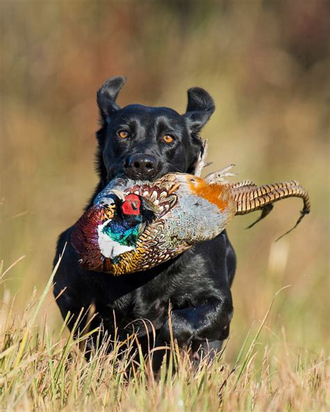 Image result for Retriever Force Fetch Steps