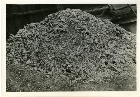 Pile Of Human Bones Holocaust World War II Holocaust Images