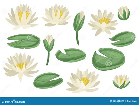 How To Draw A Lily Pad