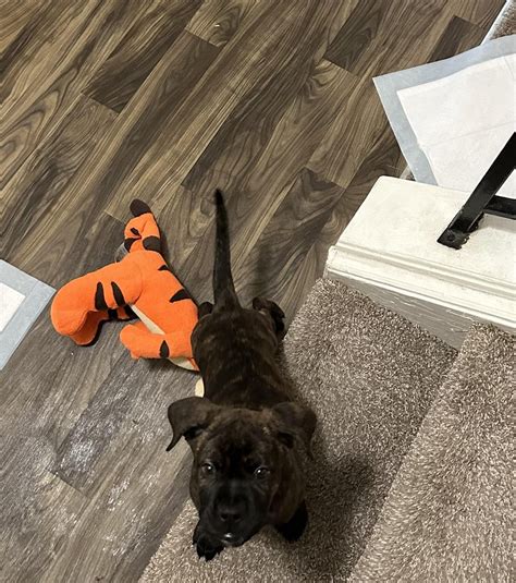 My 10 week baby girl Ocean : r/CaneCorso