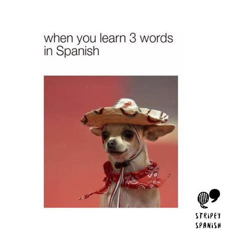 Funny Dog Memes In Spanish at Thomas Jankowski blog