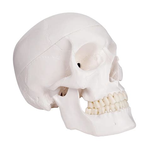 Life-size Human Adult Skull Anatomical Model, 3 Parts - Anatomical Models, Anatomy Charts ...