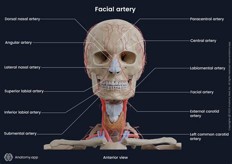Facial artery | Encyclopedia | Anatomy.app | Learn anatomy | 3D models, articles, and quizzes