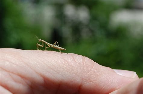 Tiny Praying Mantis | Focusing on Wildlife