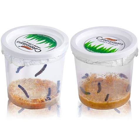 Image result for Using Sevin Dust