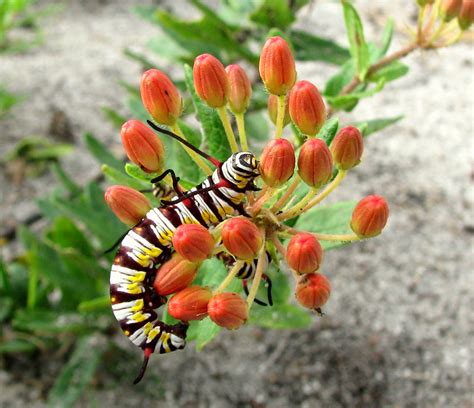 » Save our Monarchs: Plant Native Milkweed | Florida Association of Native Nurseries | FANN