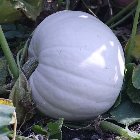 Buy Cucurbita pepo 'Crown Prince' F1 squash 'Crown Prince F1': Delivery ...