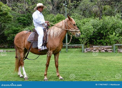 Peruvian Paso Horse Demonstration. Cusco, Peru Editorial Photography ...